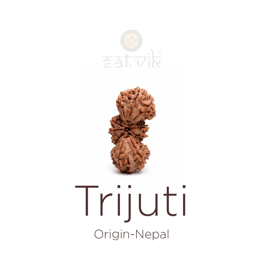 Trijuti Rudraksha bead natural Nepali rare three joined Rudraksha. India’s Premium Rudraksha Beads Brand - www.satvikstore.in