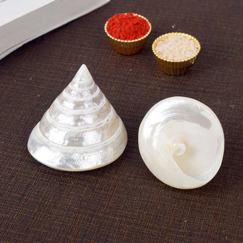 Moti Shankh (Pearl Trochus) for purity, peace, and pooja blessings – India’s Largest Pooja Accessories Brand – www.satvikstore.in